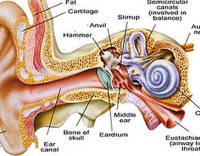 Blog | Ear Suction Hawke's Bay